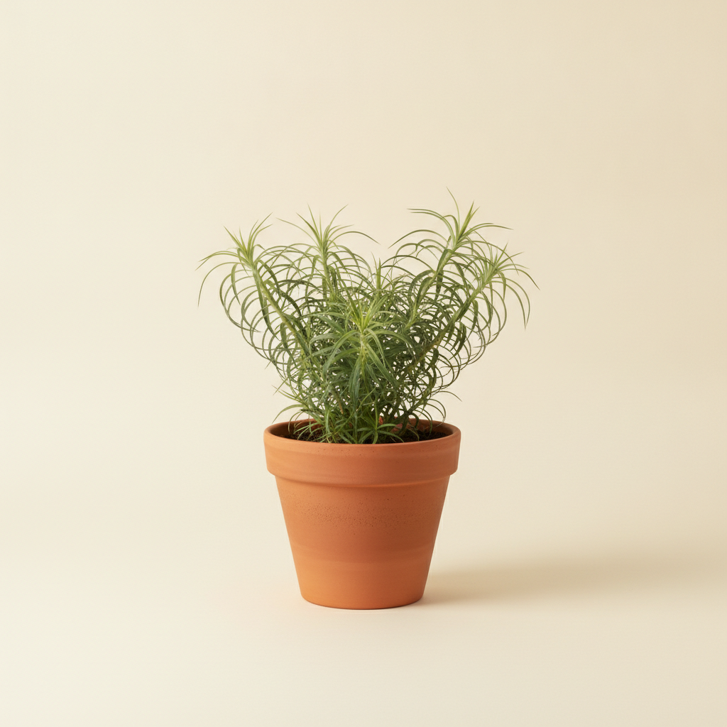 Agave — Agave geminiflora (illustratie)