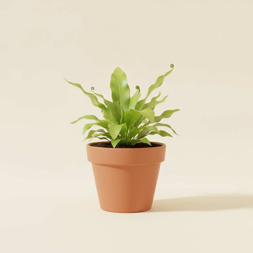 Asplenium antiquum (illustratie)