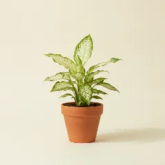 Lepelplant