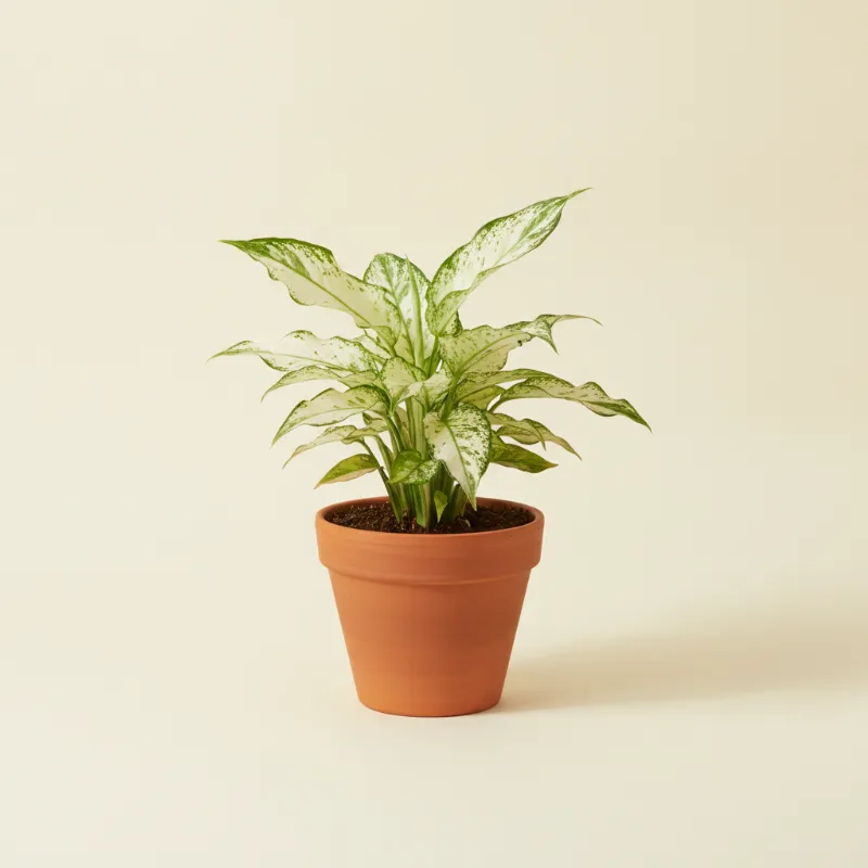 Lepelplant — Spathiphyllum 'Picasso' (illustratie)