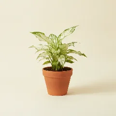 Lepelplant