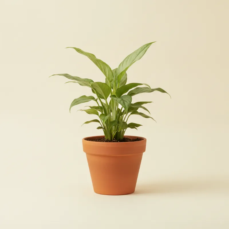 Lepelplant — Spathiphyllum 'Silver Cupido' (illustratie)