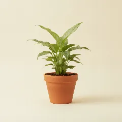 Lepelplant