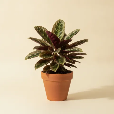 Stromanthe sanguinea