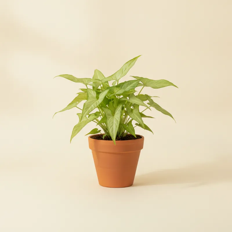 Pijlpuntplant — Syngonium angustatum (illustratie)