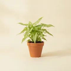 Pijlpuntplant