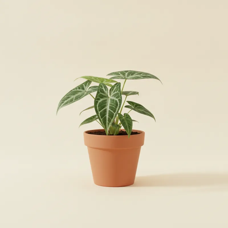 Pijlpuntplant — Syngonium chiapense (illustratie)