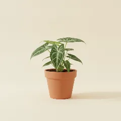 Pijlpuntplant