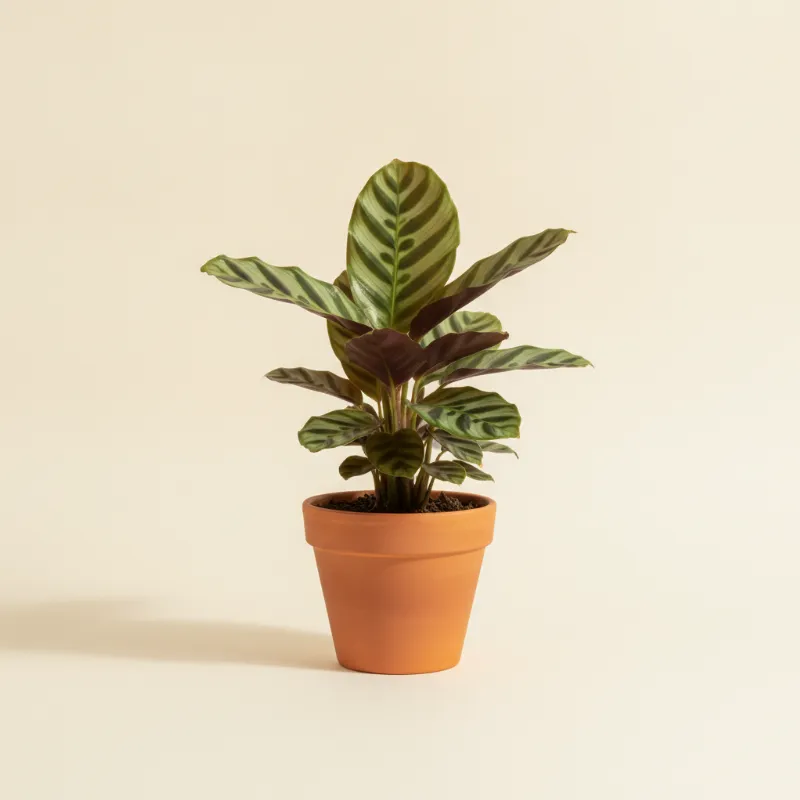 Calathea — Calathea zebrina (illustratie)