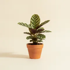 Calathea