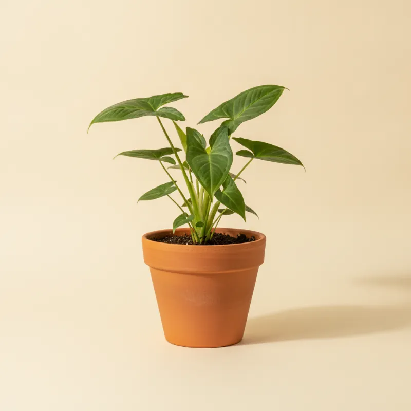 Pijlpuntplant — Syngonium macrophyllum (illustratie)