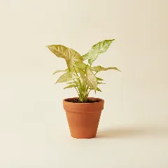 Pijlpuntplant