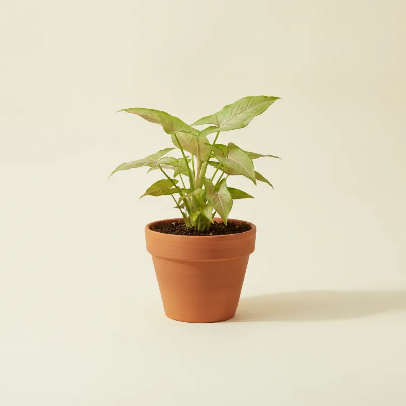 Pijlpuntplant — Syngonium podophyllum 'Berry Allusion' (illustratie)