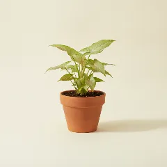 Pijlpuntplant