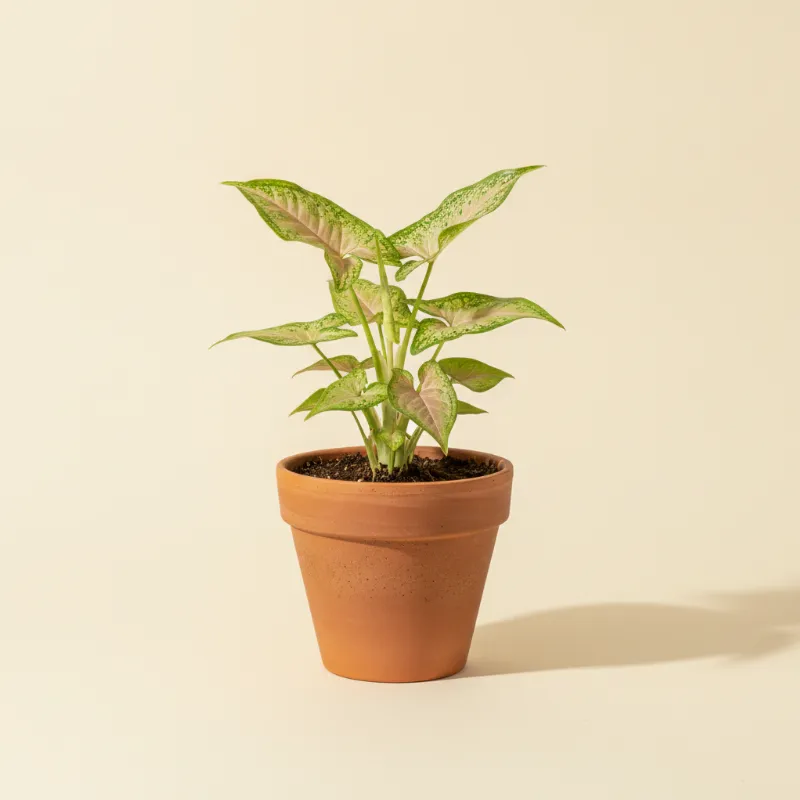 Pijlpuntplant — Syngonium podophyllum 'Confetti' (illustratie)