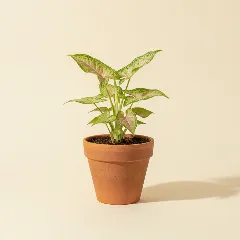 Pijlpuntplant