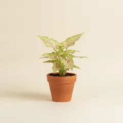 Pijlpuntplant