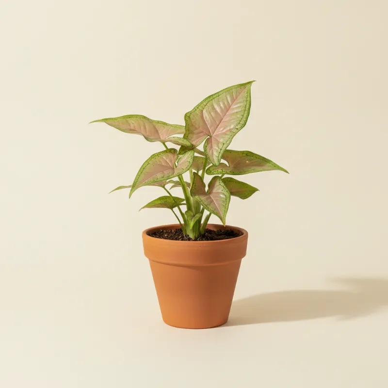 Pijlpuntplant — Syngonium podophyllum 'Pink Splash' (illustratie)