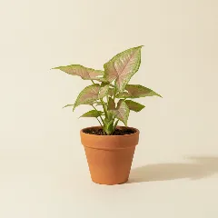 Pijlpuntplant