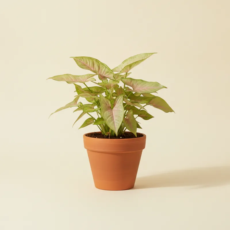 Pijlpuntplant — Syngonium podophyllum 'Pink Spot' (illustratie)