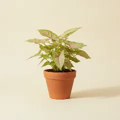 Pijlpuntplant