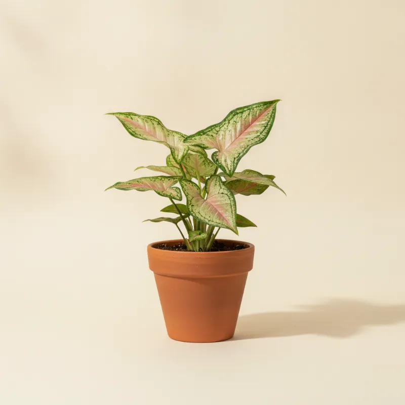 Pijlpuntplant — Syngonium podophyllum 'Red Spot Tricolor' (illustratie)