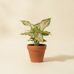 Pijlpuntplant