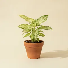 Pijlpuntplant