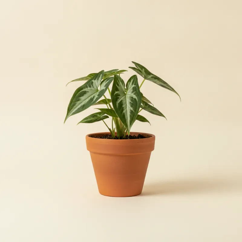 Pijlpuntplant — Syngonium podophyllum 'Wendlandii' (illustratie)