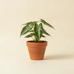 Pijlpuntplant