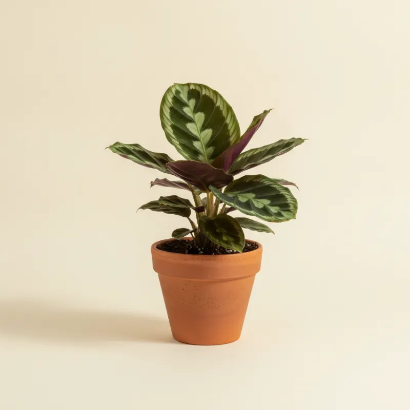 Calathea — Calathea warscewiczii (illustratie)