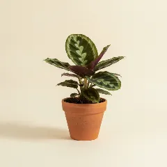 Calathea