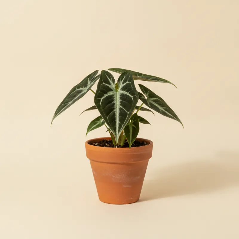 Pijlpuntplant — Syngonium rayii (illustratie)
