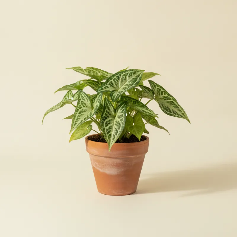 Pijlpuntplant — Syngonium 'Batik' (illustratie)