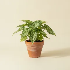 Pijlpuntplant