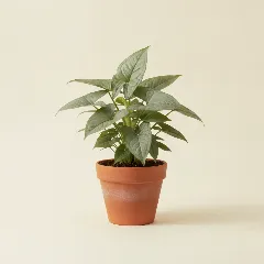 Pijlpuntplant