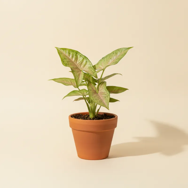 Pijlpuntplant — Syngonium 'Orm Nak' (illustratie)
