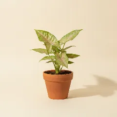 Pijlpuntplant