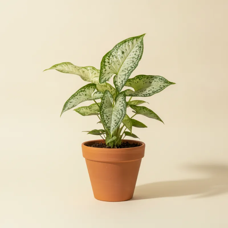Pijlpuntplant — Syngonium 'Panda Galaxy' (illustratie)