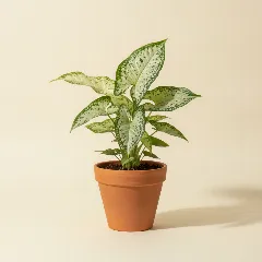 Pijlpuntplant
