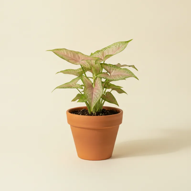 Pijlpuntplant — Syngonium 'Pink Flecked' (illustratie)