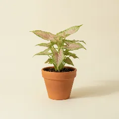 Pijlpuntplant