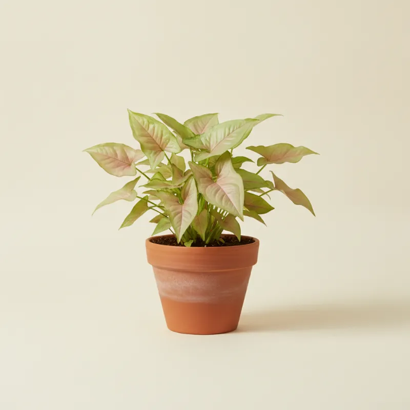 Pijlpuntplant — Syngonium 'Strawberry Ice' (illustratie)