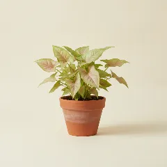 Pijlpuntplant