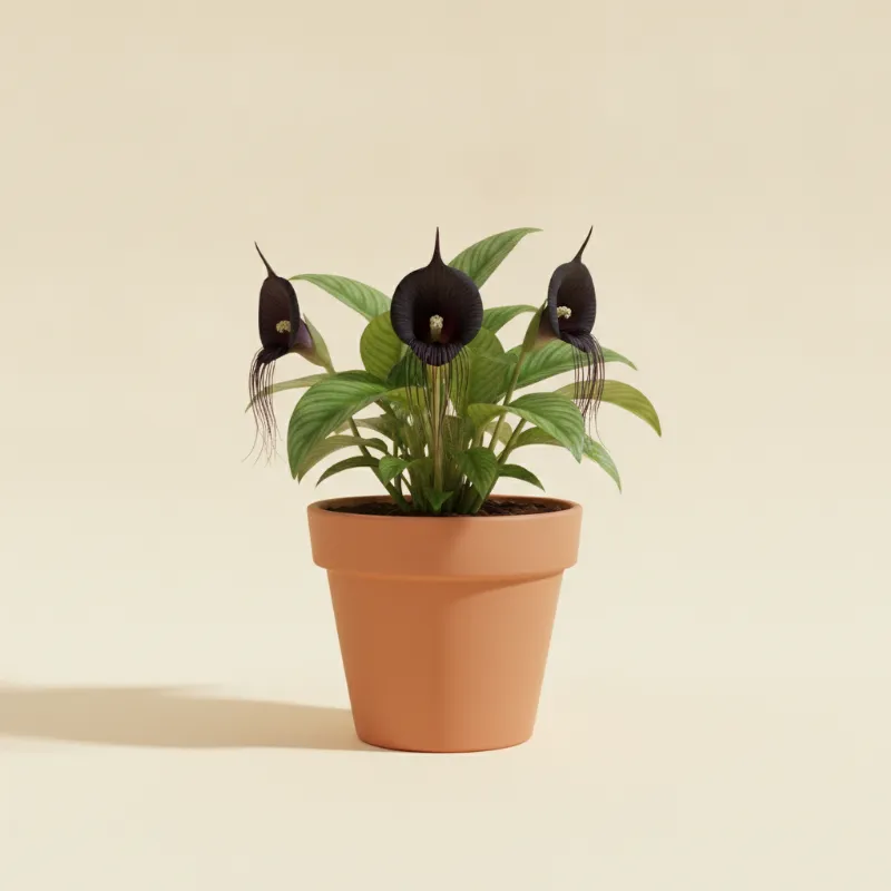 Vleermuisbloem — Tacca chantrieri (illustratie)