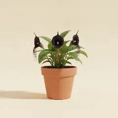 Vleermuisbloem