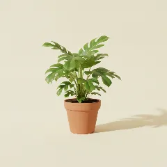 Philodendron bipinnatifidum