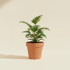 Thaumatophyllum spruceanum