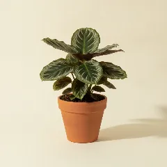 Calathea