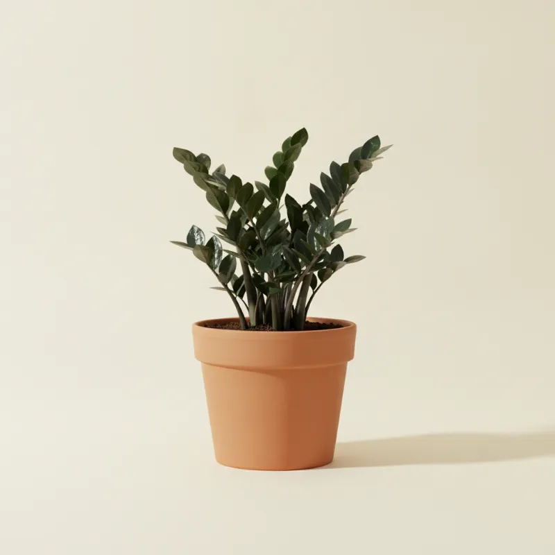 ZZ-plant — Zamioculcas zamiifolia 'Dowon' (illustratie)